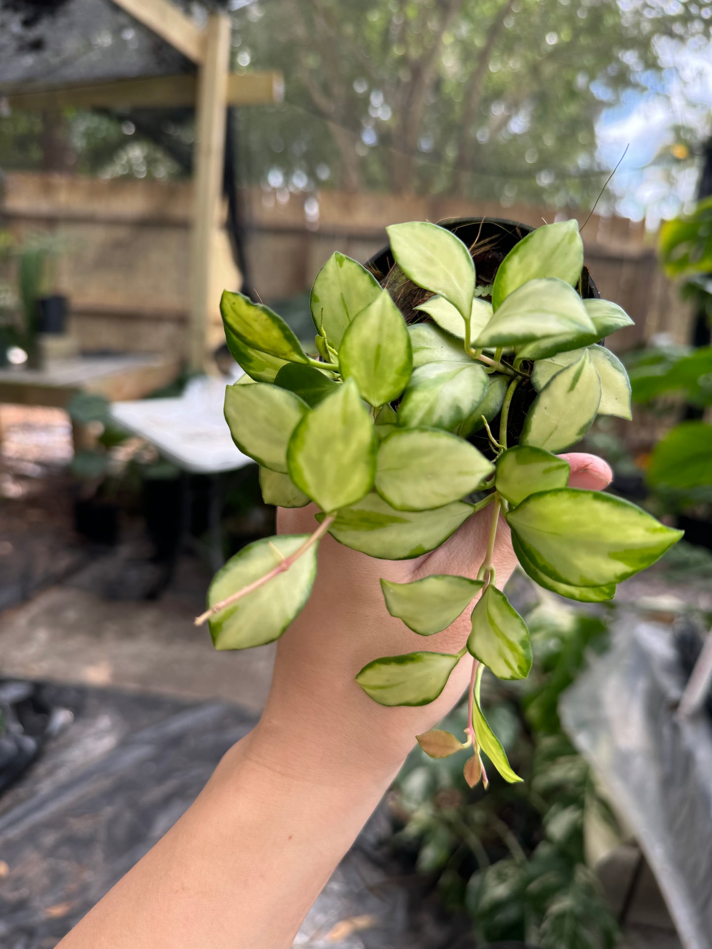 Hoya heuschkeliana variegated hanging basket