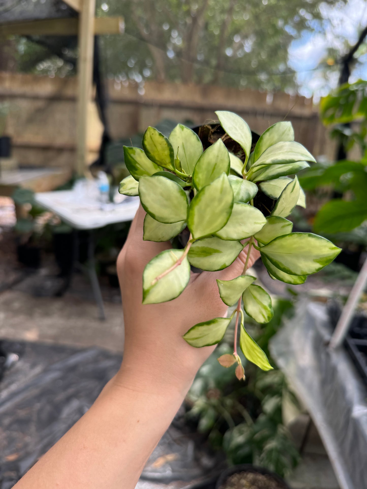 Hoya heuschkeliana variegated hanging basket