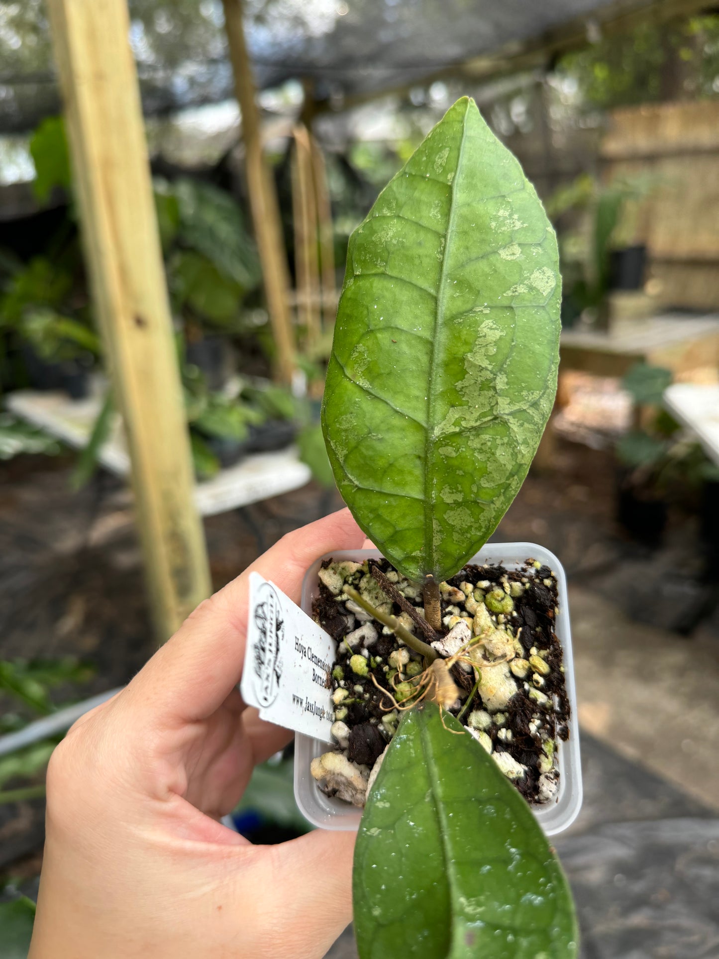 Hoya clemensiorum sp borneo