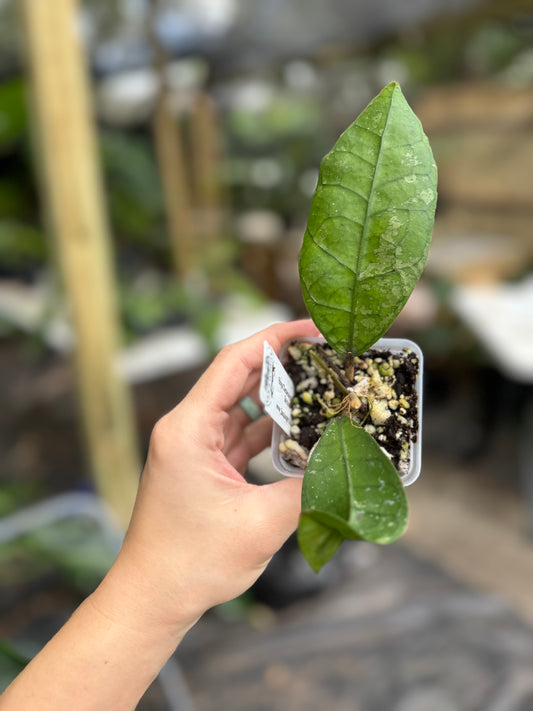 Hoya clemensiorum sp borneo