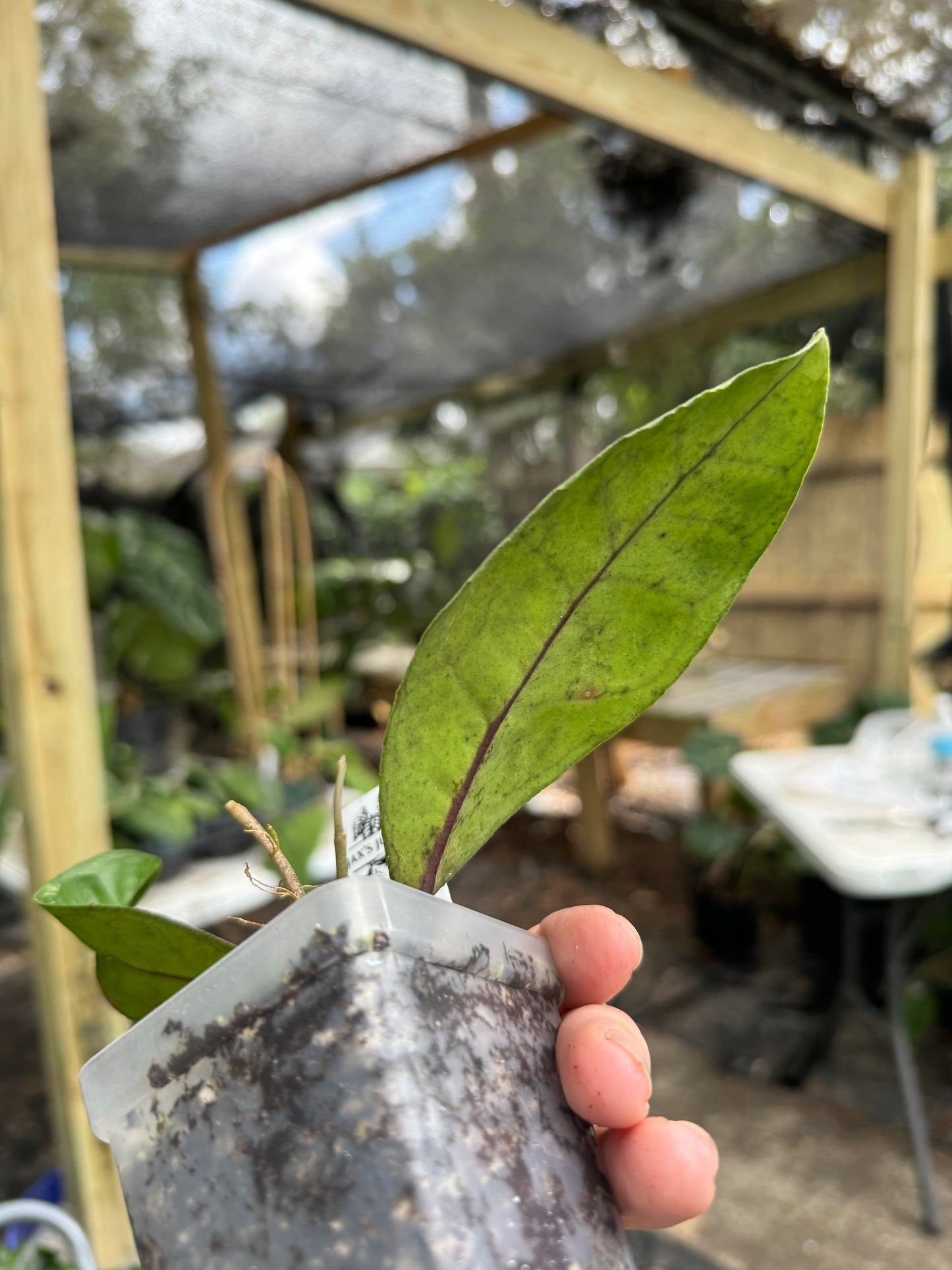 Hoya clemensiorum sp borneo