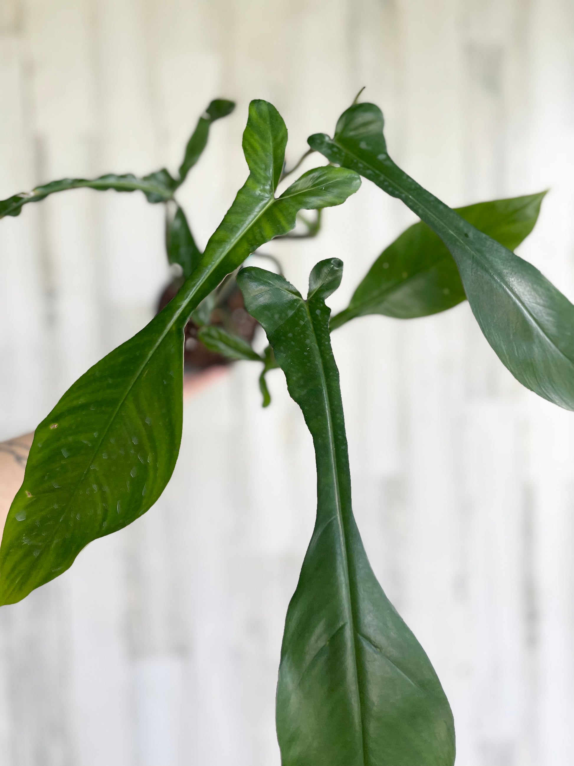 Philodendron Joepii