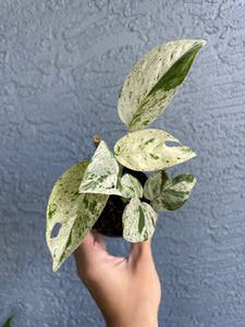Epipremnum Pinnatum Marble - Rare - Jiffy Plants