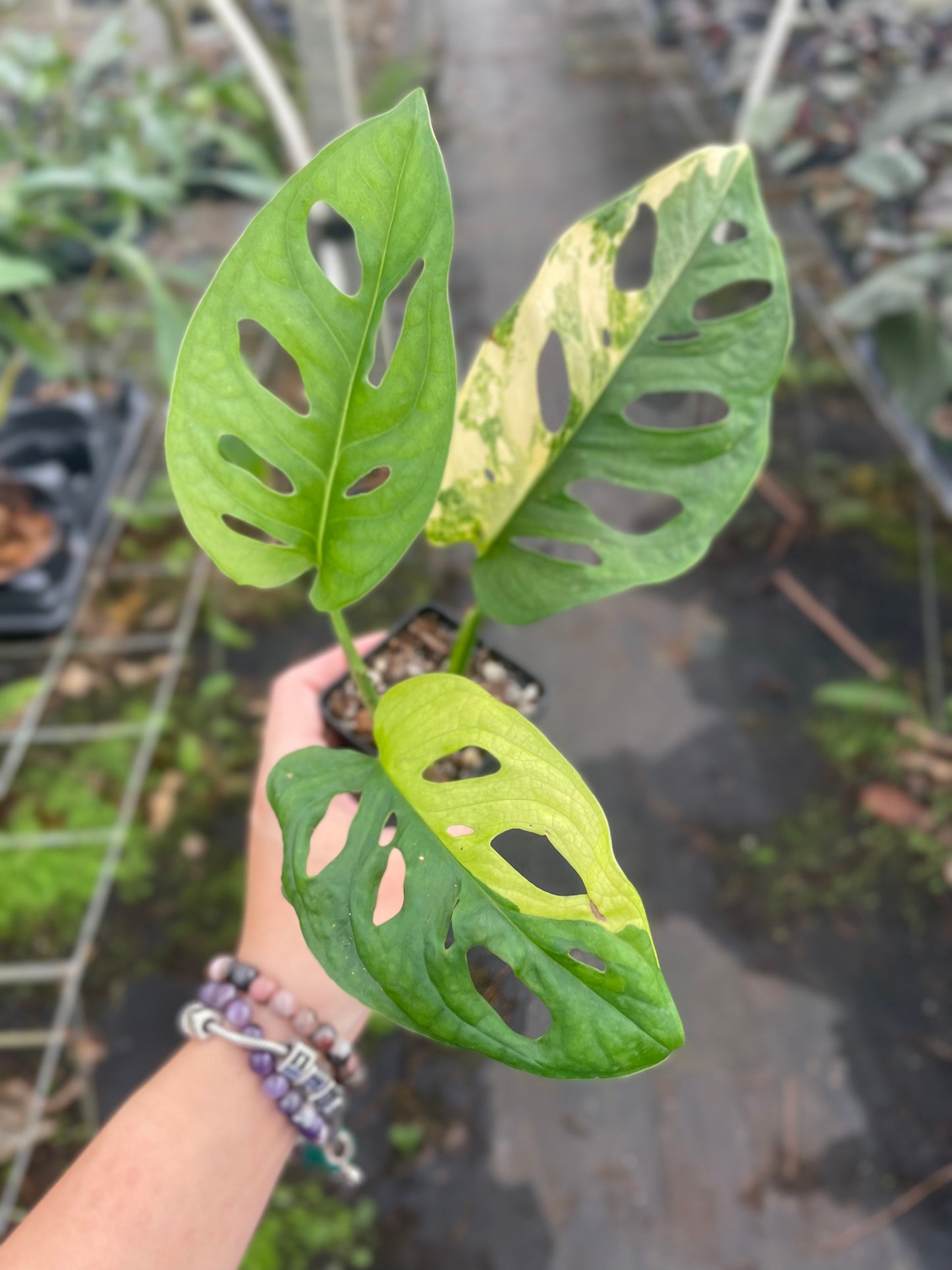 Monstera adansonii aurea