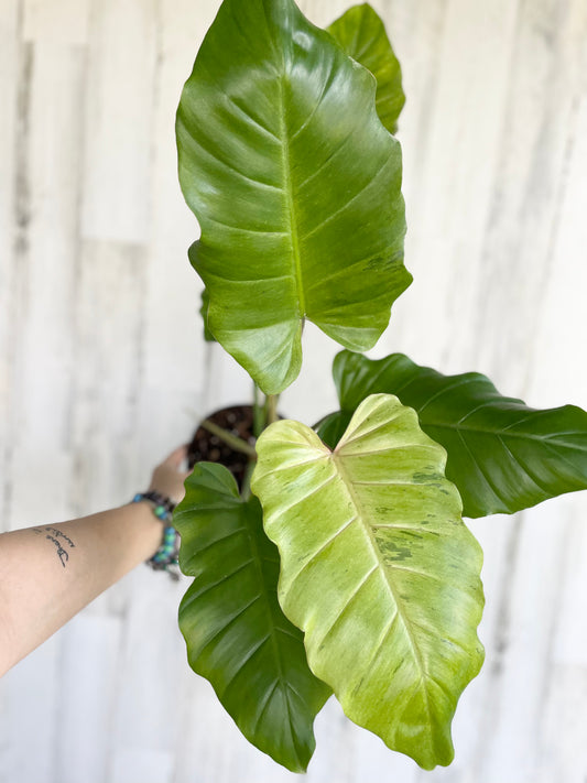 Philodendron snowdrift