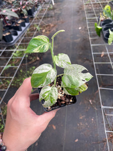 Epipremnum pinnatum MARBLE [growers choice] – PlantMadness