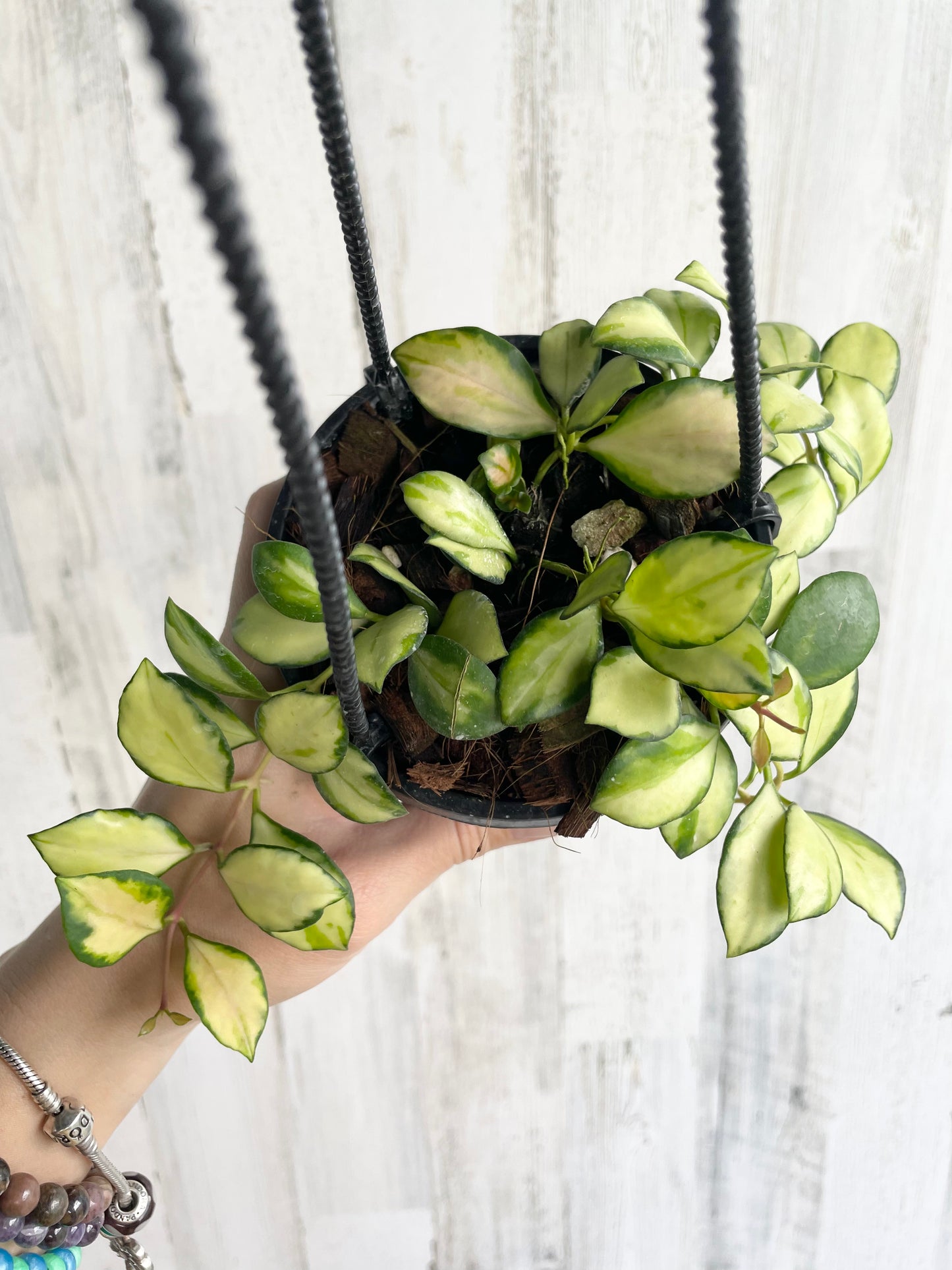 Hoya heuschkeliana variegated hanging basket