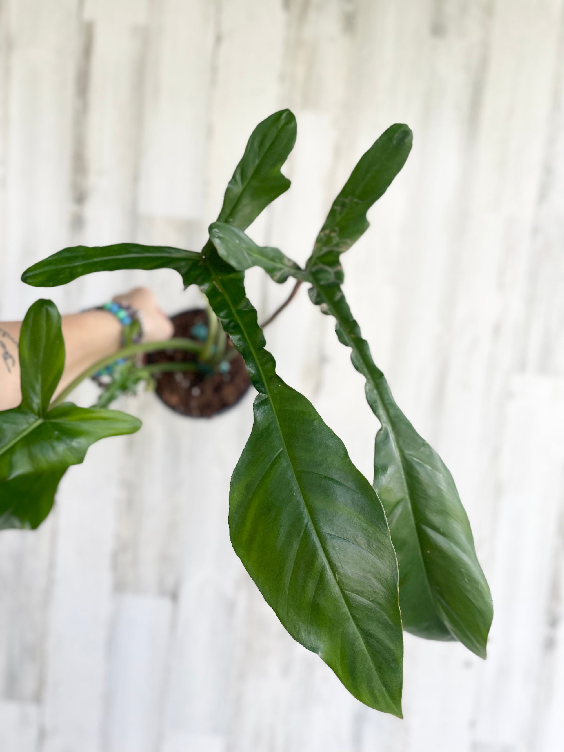 Philodendron Joepii