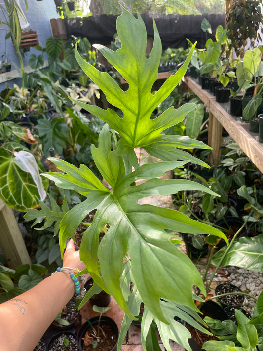 Philodendron warszewiczii