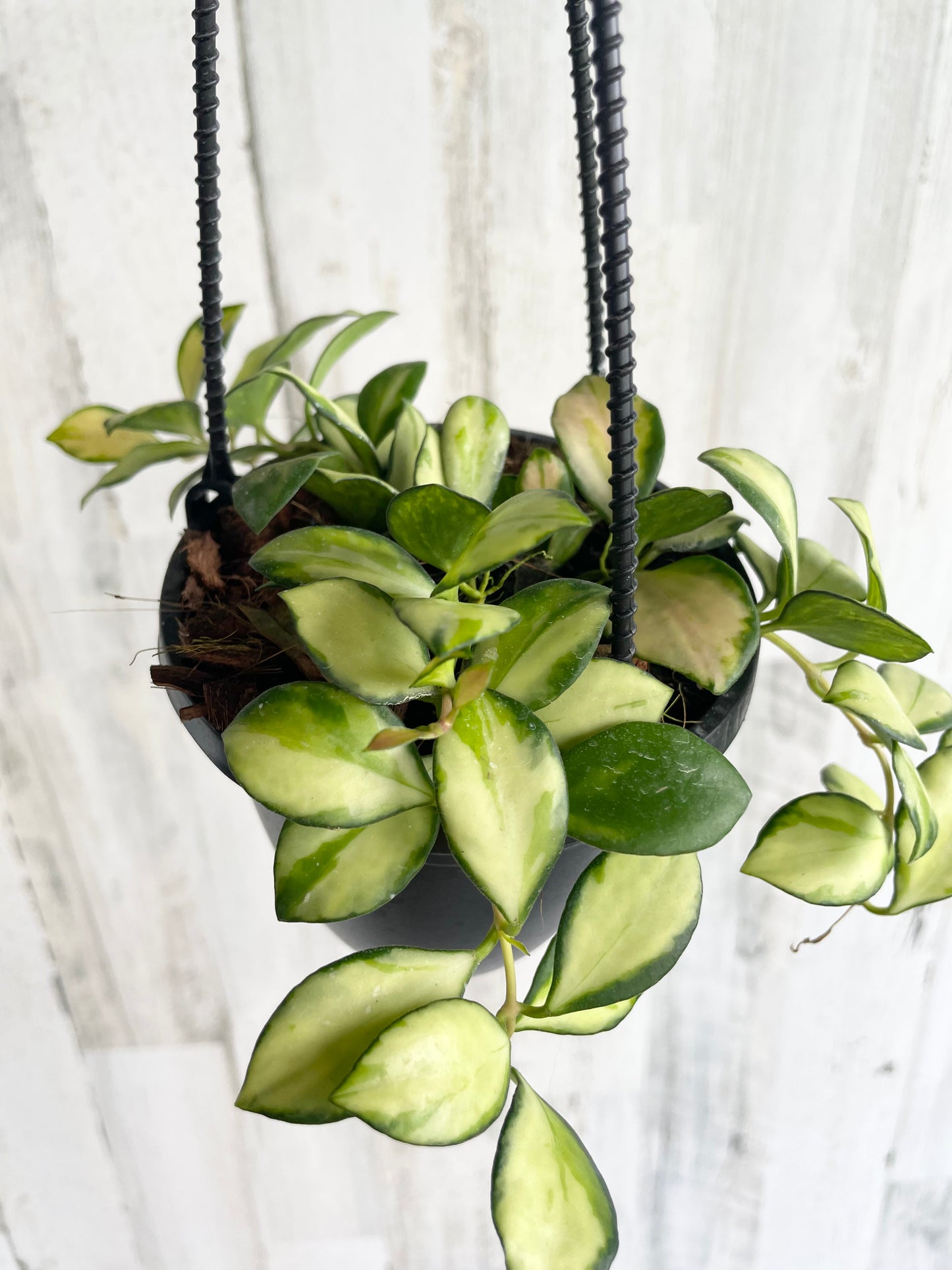 Hoya heuschkeliana variegated hanging basket