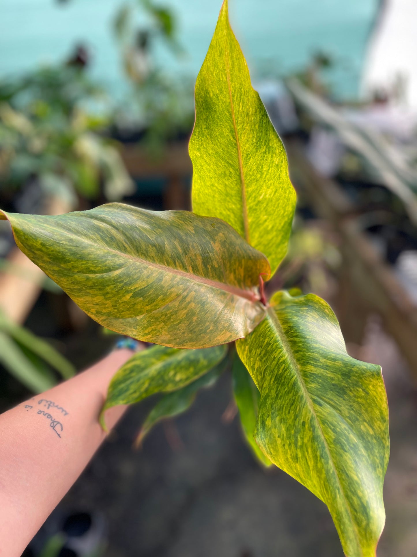 Philodendron orange marmalade