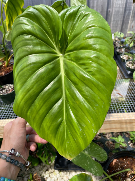 Philodendron dean mcdowell