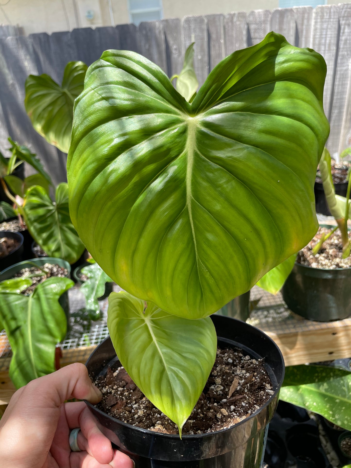 Philodendron dean mcdowell