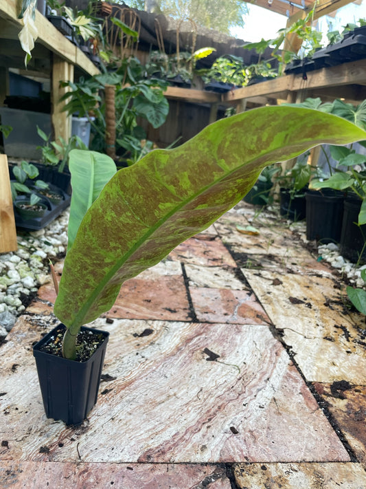 Philodendron Ligulatum Var. Heraclioanum