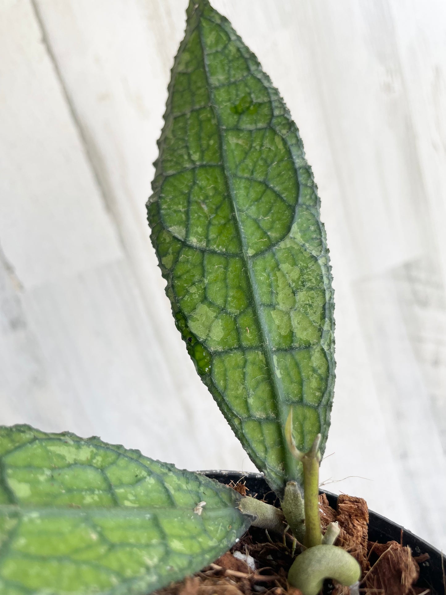 Hoya clemensiorum