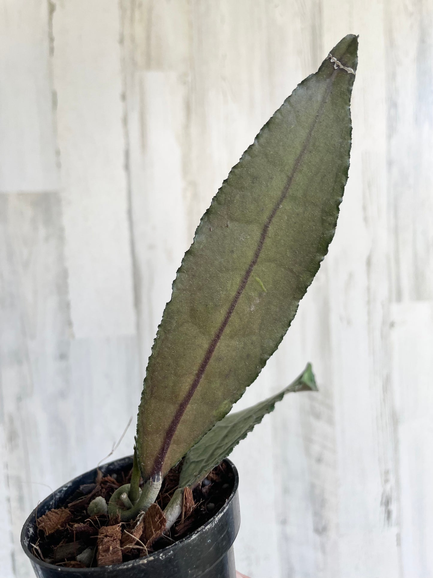 Hoya clemensiorum