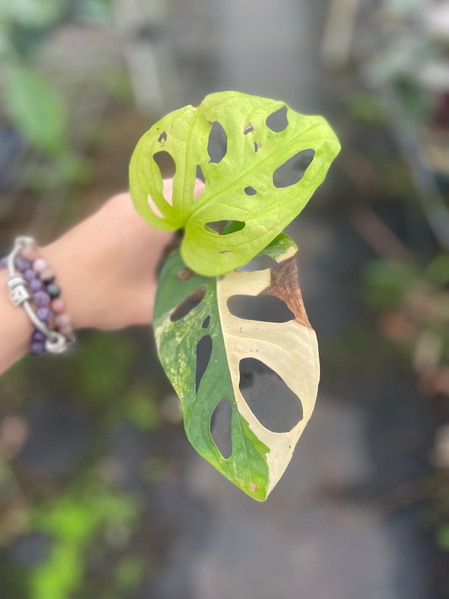 Monstera adansonii aurea