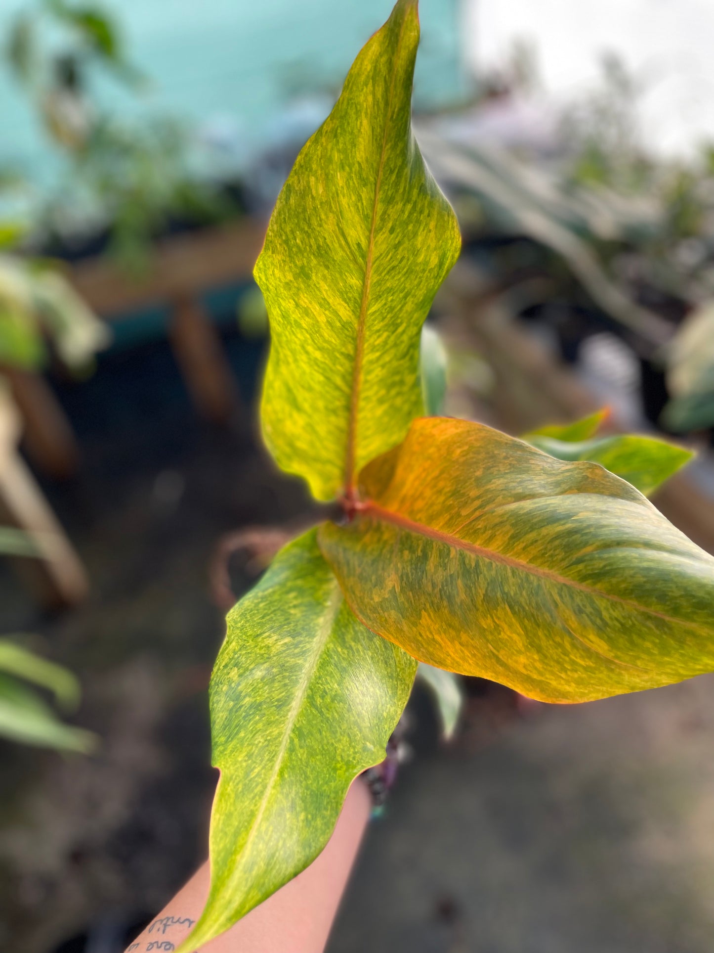 Philodendron orange marmalade